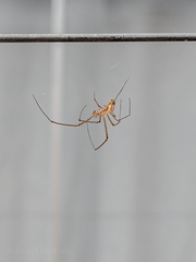 Leucauge volupis