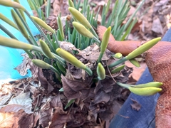 Narcissus pseudonarcissus