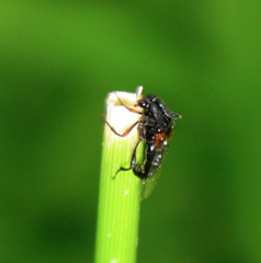 Ripiphoridae