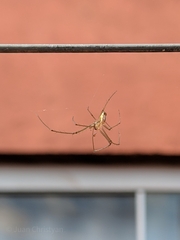 Leucauge volupis