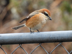Lanius bucephalus