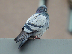 Columba livia domestica