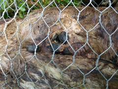 Oiceoptoma thoracicum