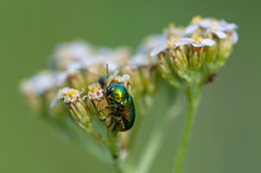 Cryptocephalus sericeus