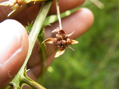 Alepidea amatymbica