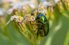 Cryptocephalus sericeus