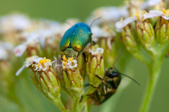 Cryptocephalus sericeus