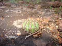 Parodia