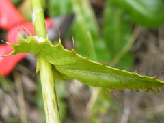 Alepidea amatymbica
