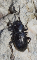 Nesotes nigroaeneus
