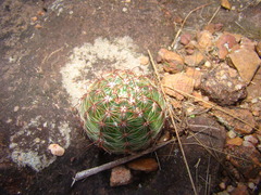 Parodia
