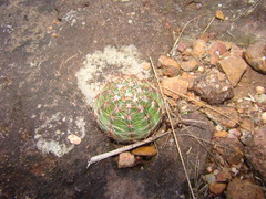 Parodia