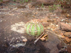 Parodia