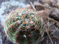 Parodia
