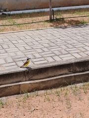 Pitangus sulphuratus