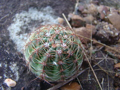 Parodia