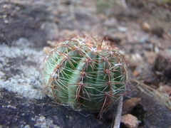 Parodia