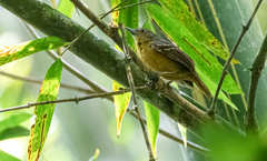 Epinecrophylla fulviventris