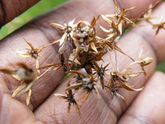 Alepidea amatymbica