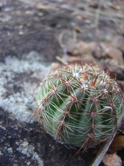 Parodia