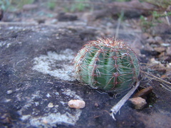Parodia