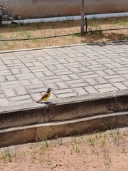 Pitangus sulphuratus