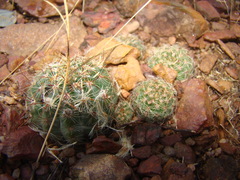 Parodia
