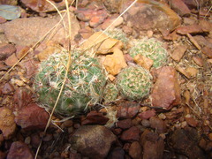 Parodia