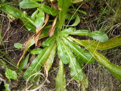 Alepidea amatymbica