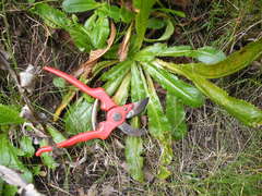Alepidea amatymbica