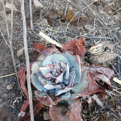 Echeveria subrigida