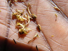 Athanasia grandiceps