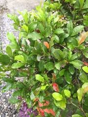 Synsepalum dulcificum