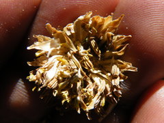 Athanasia grandiceps