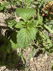 Stachytarpheta