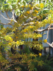Senna polyphylla
