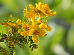 Senna polyphylla