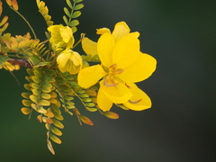 Senna polyphylla