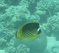 Chaetodon fasciatus