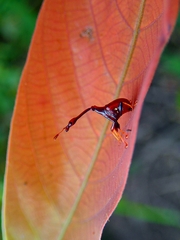 Apoderinae