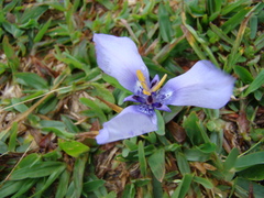 Herbertia