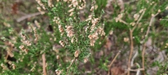 Calluna