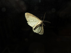 Neoalcis californiaria