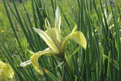 Iris grant-duffii