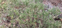 Calluna