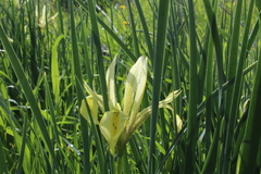 Iris grant-duffii