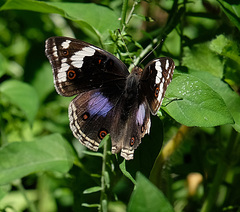 Junonia oenone oenone