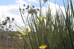 Iris grant-duffii