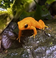 Mantella aurantiaca