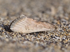 Cornifrons ulceratalis
